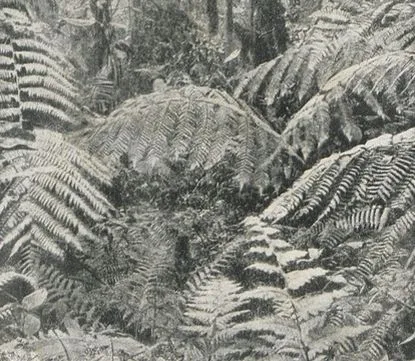 Photographie ancienne d'un fourré de fougères géantes dans la forêt amazonienne
