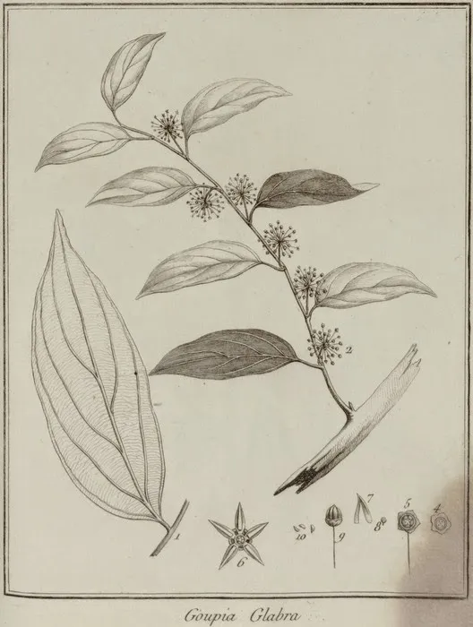 Dessin d'une plante de goupia glabra