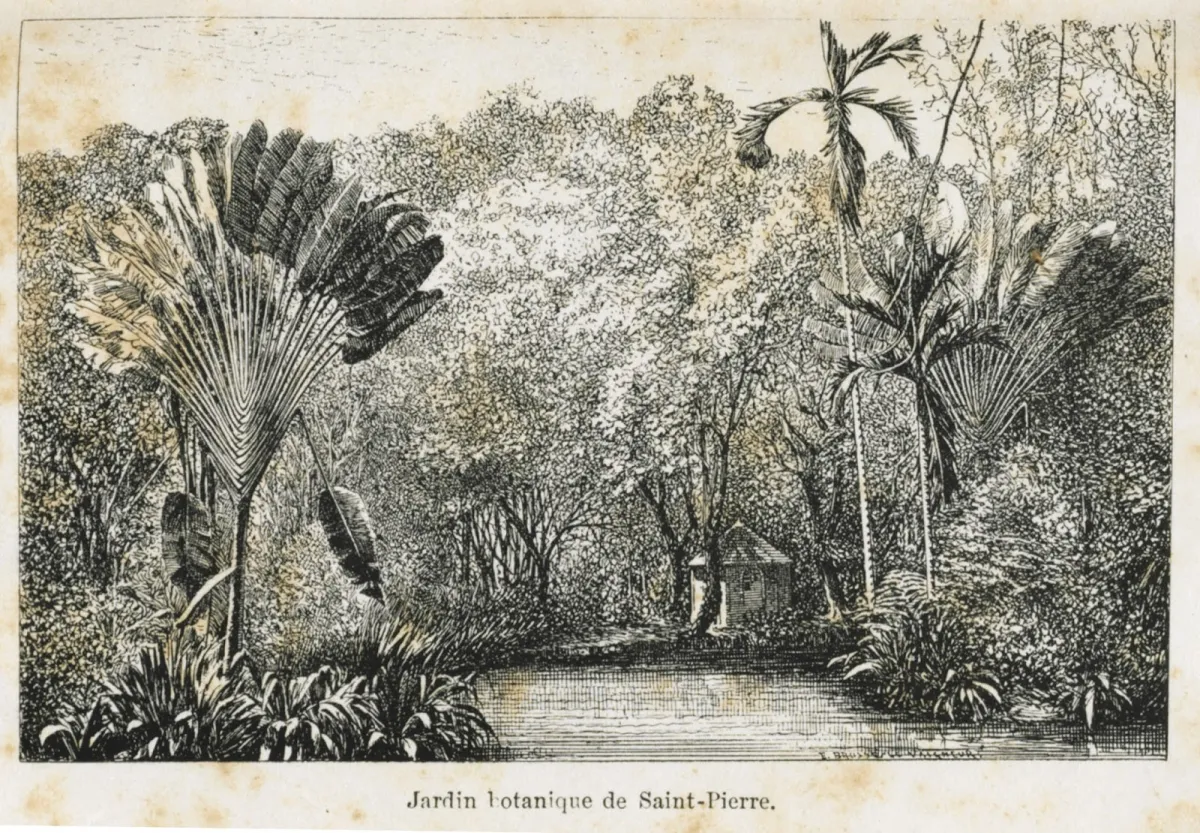 Représentation du jardin botanique de Saint-Pierre