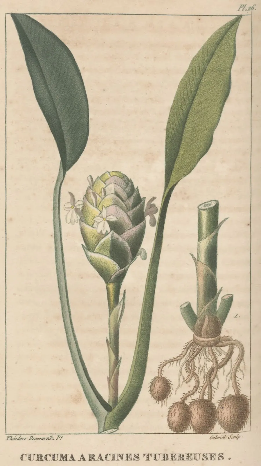 Dessin d'une plante de curcuma à racines tubéreuses