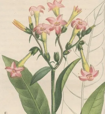 « Nicotiane tabac », gravure tirée de M.-E. Descourtilz, Flore pittoresque et médicale des Antilles..., tome VI, 1828.