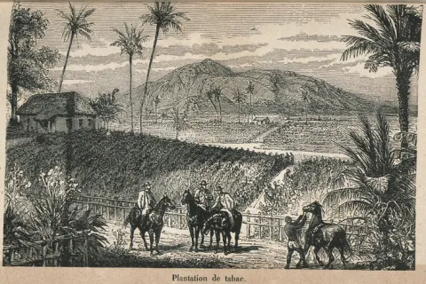 Illustration représentant des personnages à cheval devant une plantation de tabac