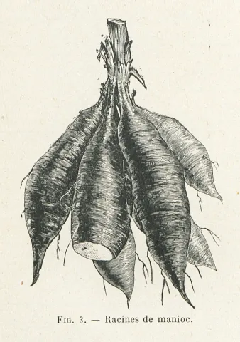 Illustration figurant des racines de manioc