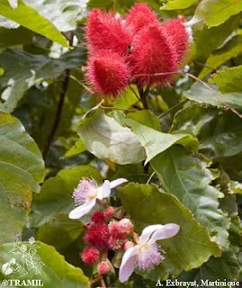 Roucou, Bixa Orellana