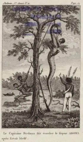 Dessin représentant des hommes écorchant un serpent