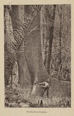 Représentation des forêts de Guyane